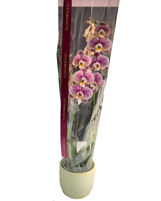 Orhidee 70cm